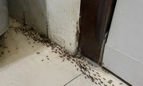 Kiến kéo cả đàn vào nhà nên làm gì đầu tiên?