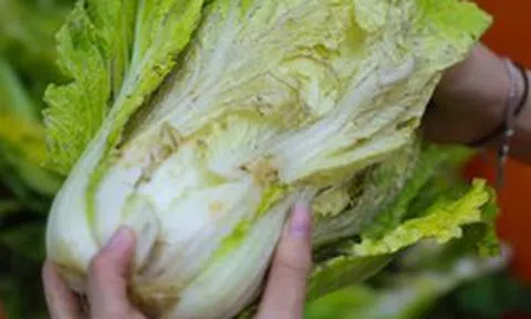 Lời khuyên cho các gia đình hay để rau trong tủ lạnh