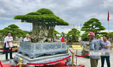 Trriển lãm cây cảnh ở Quảng Ngãi hút khách, một gốc "Thạch nham cổ mộc" được định giá 6,5 tỷ đồng