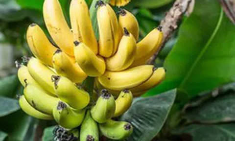 Lời khuyên đến tất cả các gia đình đang trồng cây chuối