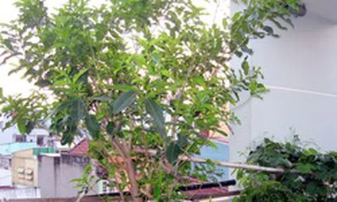 4 lý do vì sao nên trồng 1 cây lá vối trong nhà