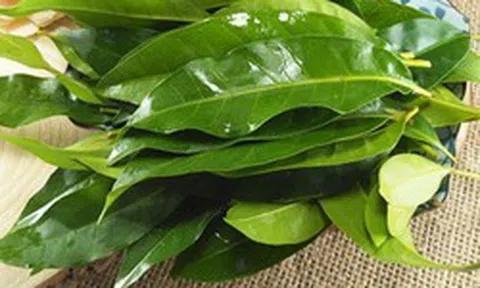 Nhà khoa học Việt nhận bằng sáng chế độc quyền từ lá vối: Thứ được tạo ra khiến nhiều người bất ngờ