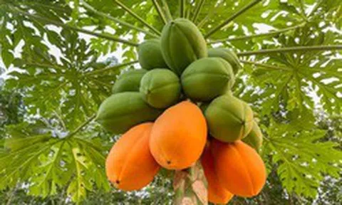 Lời khuyên đến tất cả các gia đình đang trồng cây đu đủ
