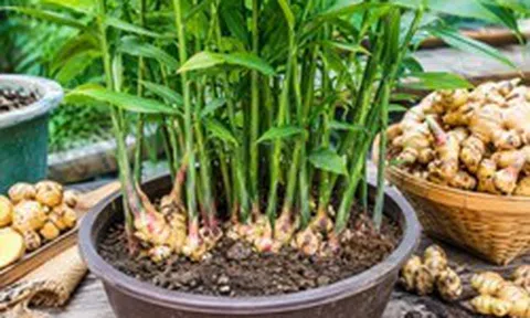 Lời khuyên đến tất cả các gia đình đang trồng gừng
