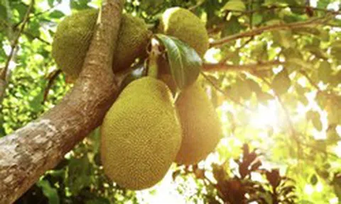 Lời khuyên đến tất cả các gia đình đang trồng cây mít