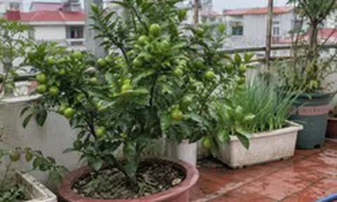 Lời khuyên đến tất cả các gia đình đang trồng cây quất