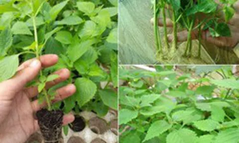 Lời khuyên đến tất cả các gia đình đang trồng rau kinh giới