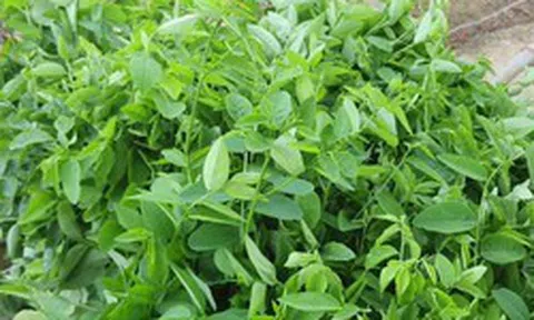 Lời khuyên cho những gia đình đang trồng cây rau ngót