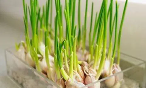 Lời khuyên đến tất cả các gia đình đang trồng tỏi trong nhà