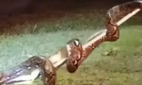 Bắt sống trăn "khủng" chui vào xe khách giữa đêm