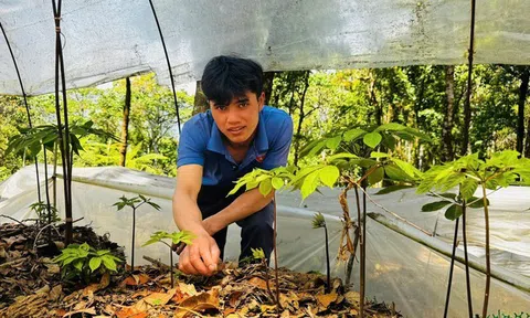 Gian nan giữ "vàng xanh" giữa đại ngàn Quảng Ngãi