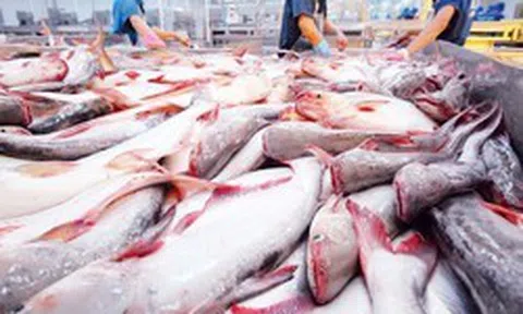 Loại "cá tỷ đô" của Việt Nam được Trung Quốc tăng mua 66,8%: Nguồn protein nạc dồi dào, tốt từ tim tới não, xương khớp