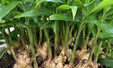 4 lý do nên trồng gừng trong nhà