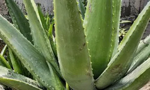 4 lý do nên trồng cây nha đam trong nhà