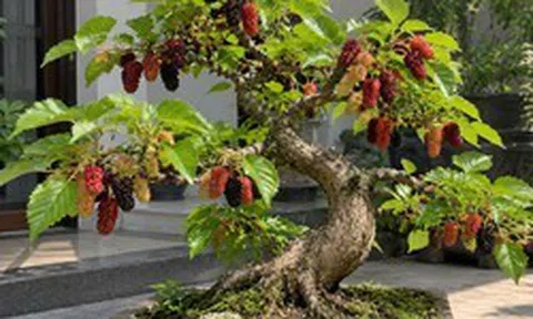 Vì sao người xưa kiêng cây dâu tằm, nhưng ngày nay nhiều người lại đưa vào nhà làm bonsai?