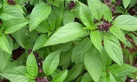 5 lý do nên trồng cây húng quế trong nhà