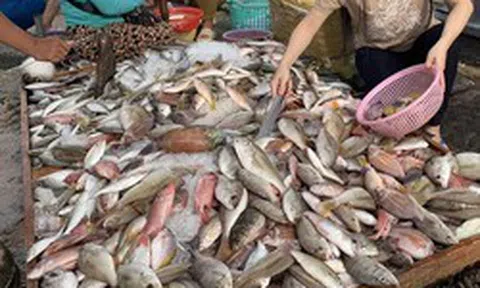 Không phải cá hồi, đây mới là 4 loại cá “tốt nhất cho sức khỏe” theo chuyên gia Mỹ: Việt Nam rất nhiều