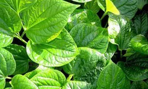 4 lý do nên trồng cây lá lốt trong nhà
