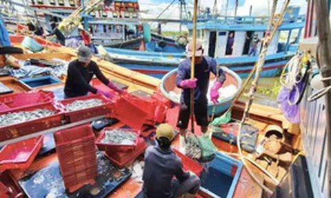 Thâu đêm dò luồng cá cơm trên biển Quảng Ngãi