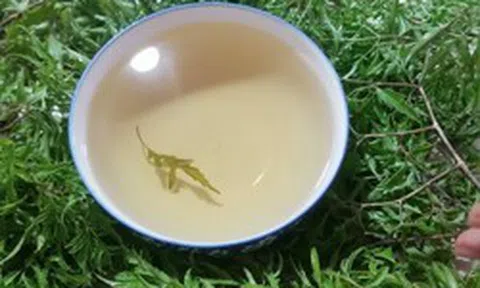 Lời khuyên dành cho tất cả những ai uống nước lá đinh lăng