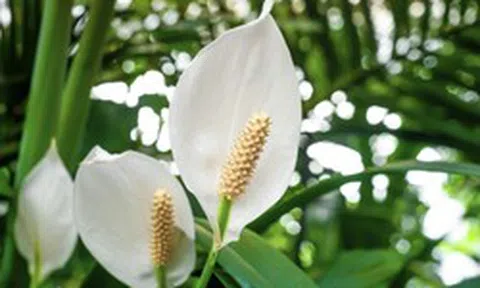 4 lời khuyên cho những gia đình đang trồng cây lan ý trong nhà