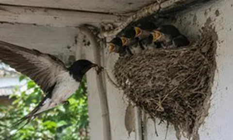 4 vật vào nhà làm tổ báo hiệu phong thủy rất tốt