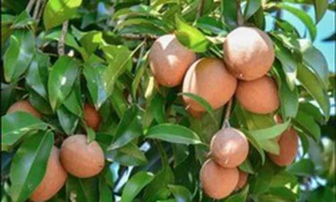5 lời khuyên cho các gia đình đang trồng cây hồng xiêm