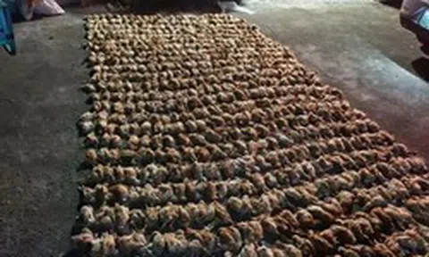 Trung Quốc: Bóng đen bí ẩn lao xuống trang trại lúc nửa đêm khiến hơn 1.400 con gà chết