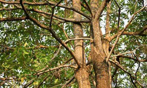 Hầu hết chúng ta không biết điều quý giá này của cây hoa sữa