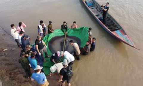 Bắt được "quái ngư" 300kg ở sông Mekong: Lập kỷ lục thế giới, hàng động sau đó khiến người người kinh ngạc