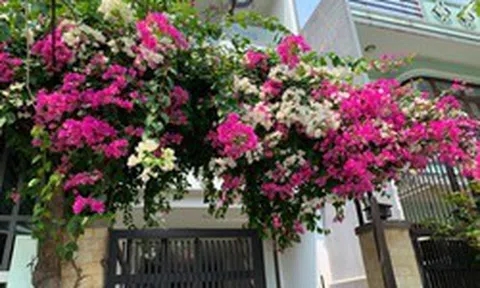 4 lời khuyên đến các gia đình đang trồng cây hoa giấy