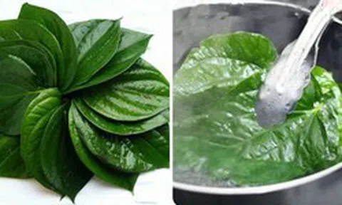 Lá trầu không có tác dụng gì?