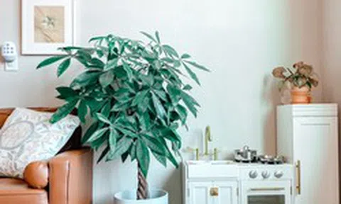 4 lời khuyên cho những gia đình đang trồng cây kim ngân trong nhà