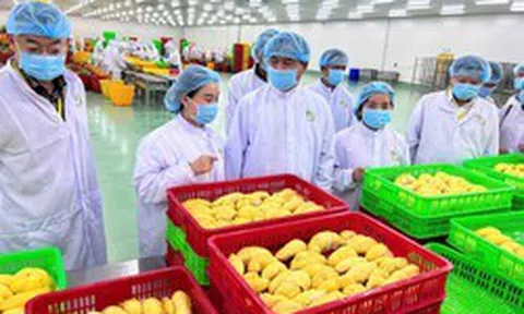 Láng giềng Việt Nam bất ngờ “lăng xê” 1 loại quả: Chợ Việt rất sẵn, sản lượng 2,08 triệu tấn, Trung Quốc mạnh tay chi 1,85 tỷ USD nhập khẩu