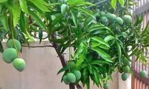 3 loại cây ăn quả chớ trồng sát nhà