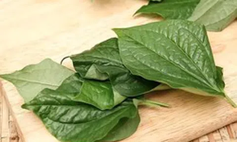 Lời khuyên đến tất cả các gia đình đang trồng cây lá lốt để ăn