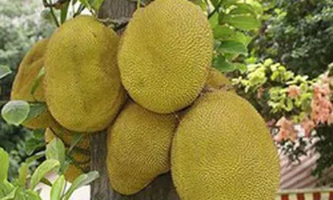 Nhiều gia đình trồng mít trong sân vườn, hóa ra không chỉ để lấy quả