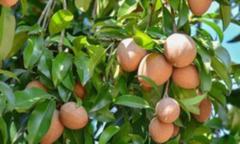 Vì sao nhiều gia đình thích trồng cây hồng xiêm trong nhà, hoá ra không chỉ để lấy quả