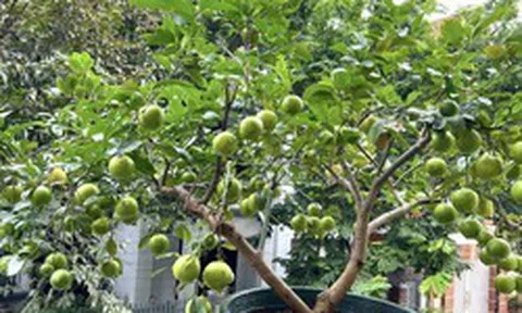 Nhiều gia đình trồng cây chanh trong sân vườn, hóa ra không chỉ để lấy lá, quả