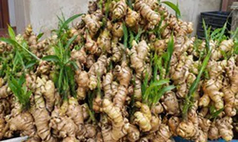 Tin vui cho những người đang trồng gừng