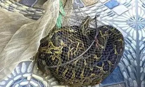 Đi thăm đồng, người đàn ông Hà Tĩnh bắt được trăn đất nặng 9kg