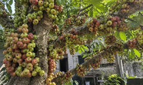 Tin vui cho các gia đình đang trồng cây sung