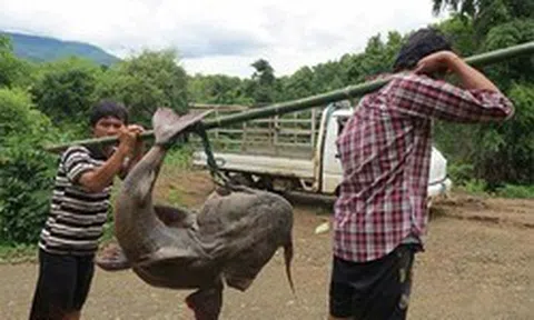 "Thủy quái" mệnh danh "sát thủ săn mồi" dưới lòng Sông Đà: Thuộc hàng Ngũ quý hà thủy