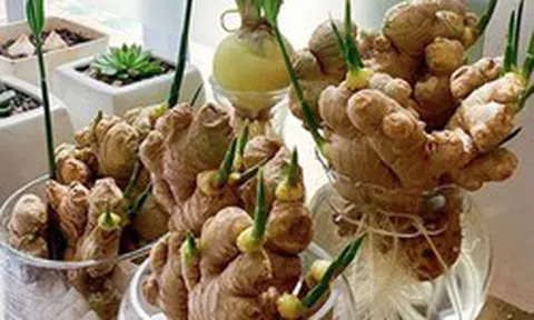 Lời khuyên cho các gia đình trồng gừng để ăn