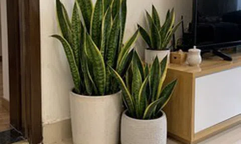 Tin vui cho những người đang trồng cây lưỡi hổ