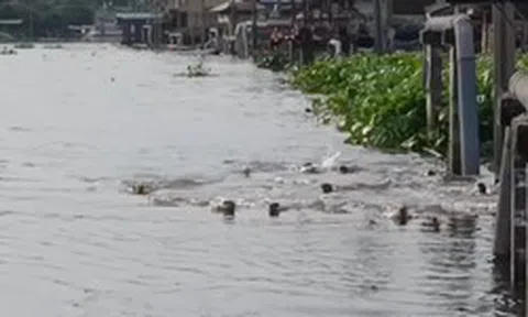 Dân Bangkok ngỡ ngàng chứng kiến đàn sinh vật “lạ” 20 con tràn vào kênh, chia phe như chuẩn bị đại chiến!