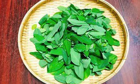 Lời khuyên đến tất cả các gia đình đang trồng cây rau ngót để ăn