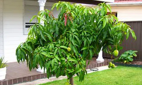 Nhiều gia đình trồng xoài trong sân vườn: Hóa ra không chỉ để lấy quả