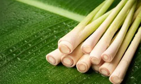 Nhiều gia đình Việt trồng cây sả ngoài sân: Hóa ra không chỉ để làm gia vị