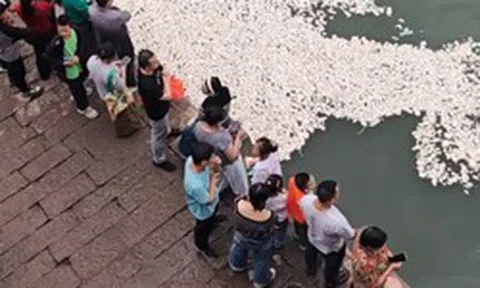 Đang cho cá ăn, hàng loạt du khách bất ngờ thấy mặt sông xuất hiện điều khác thường: Chính quyền vào cuộc